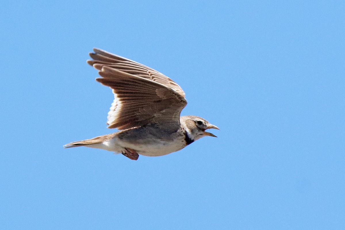 Calandria Común - ML455640801