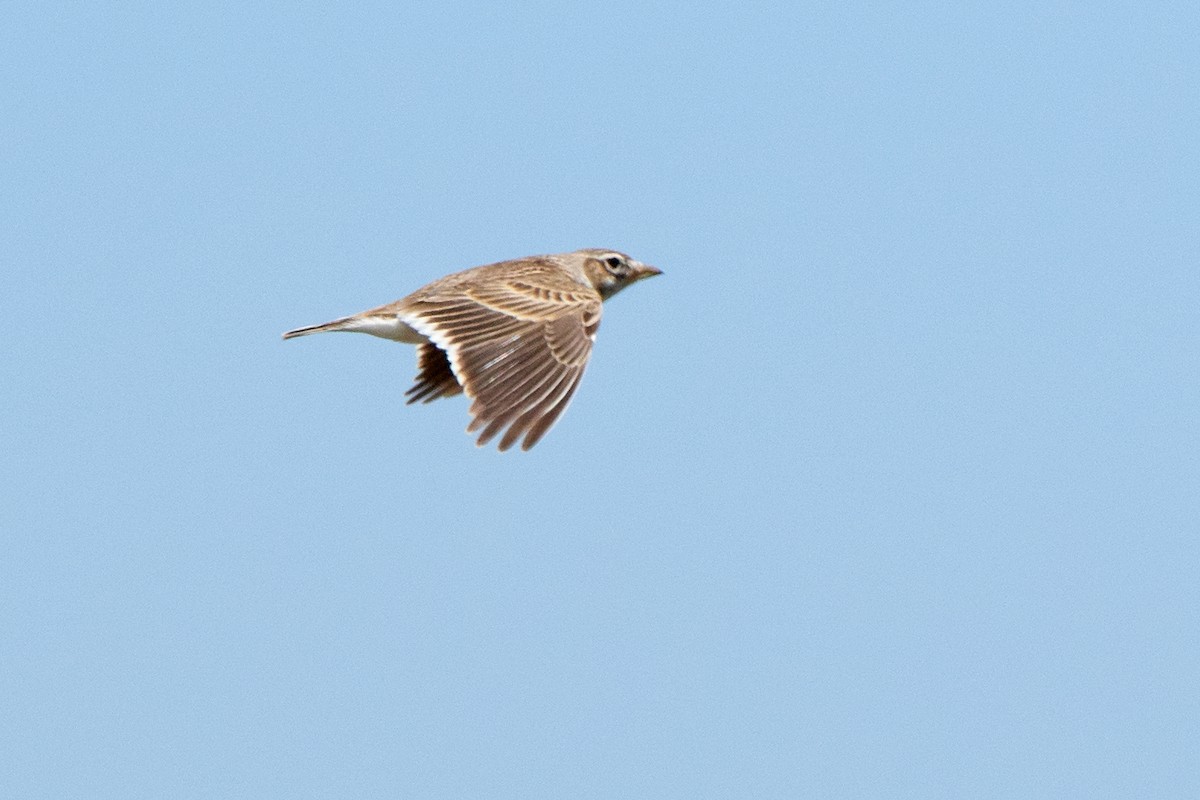 Calandria Común - ML455640821