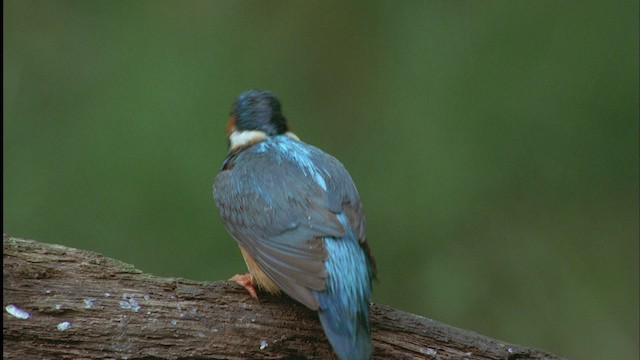 Common Kingfisher (Common) - ML455641