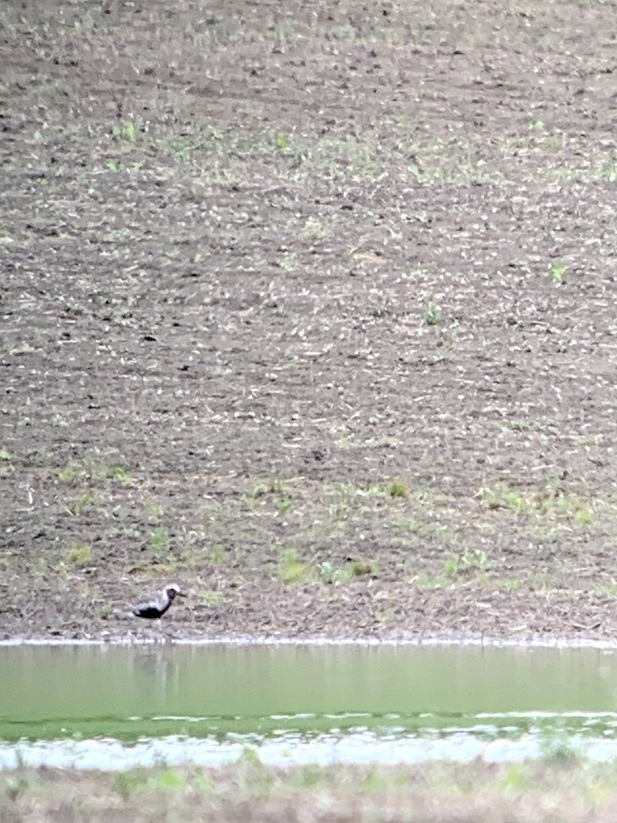 Black-bellied Plover - ML455643541