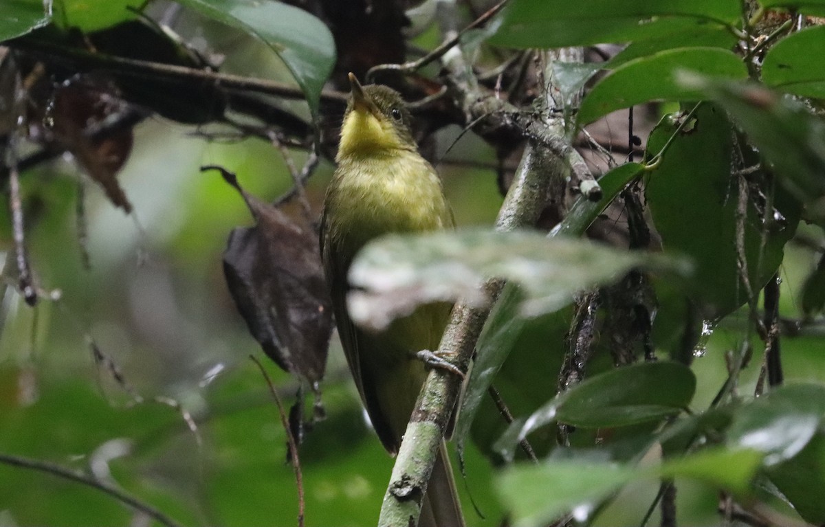 Bulbul ictérin - ML455644791