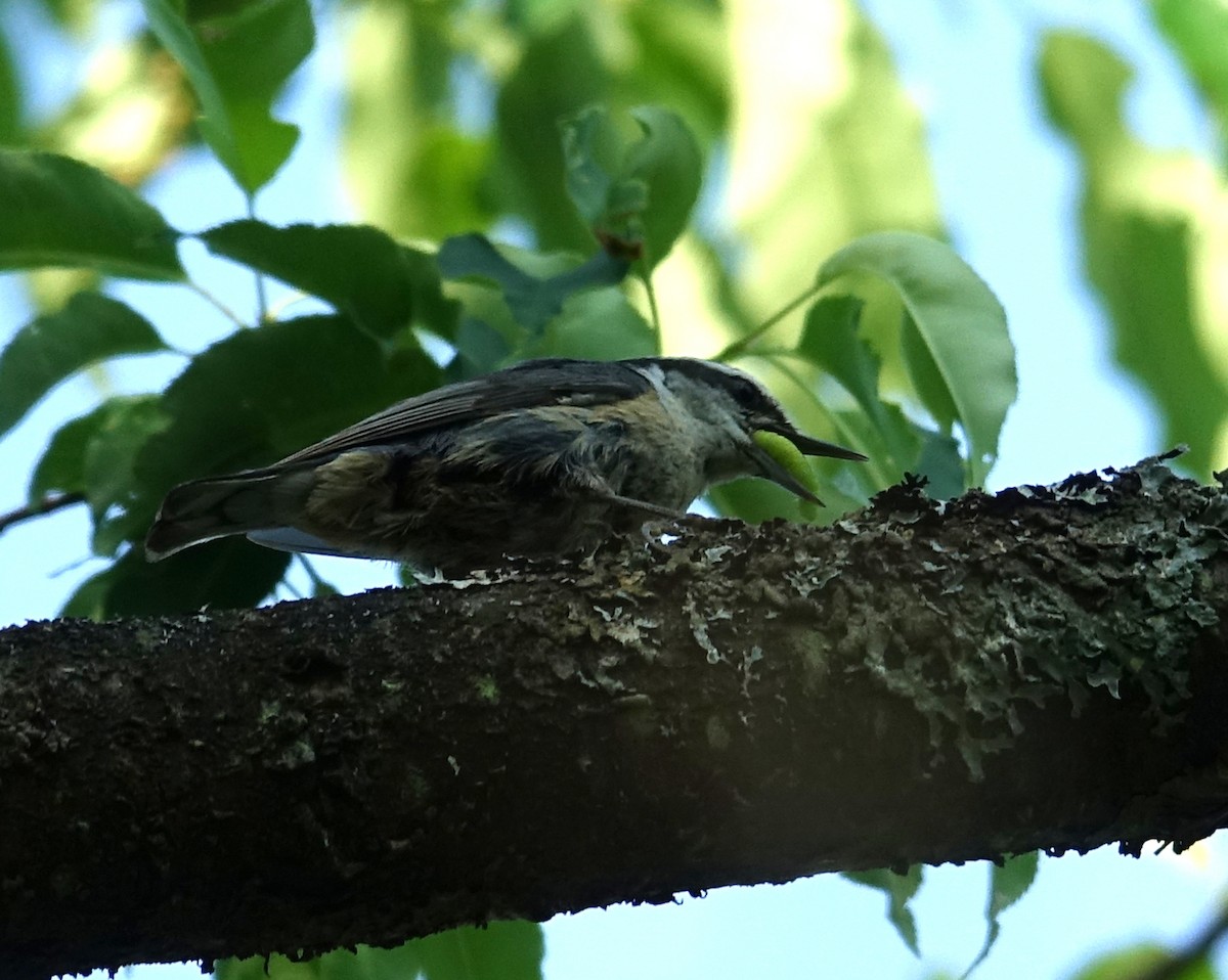 Red-breasted Nuthatch - ML455644811