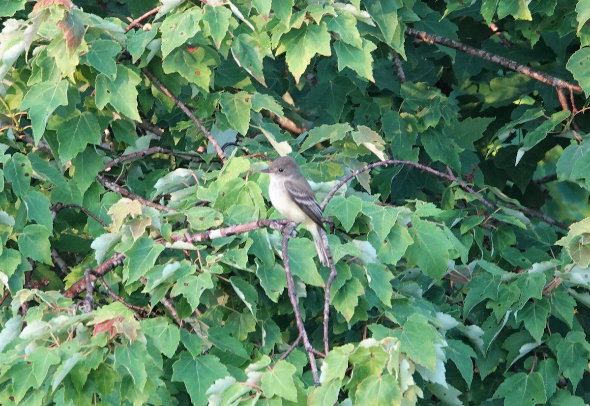 Willow Flycatcher - ML455645281