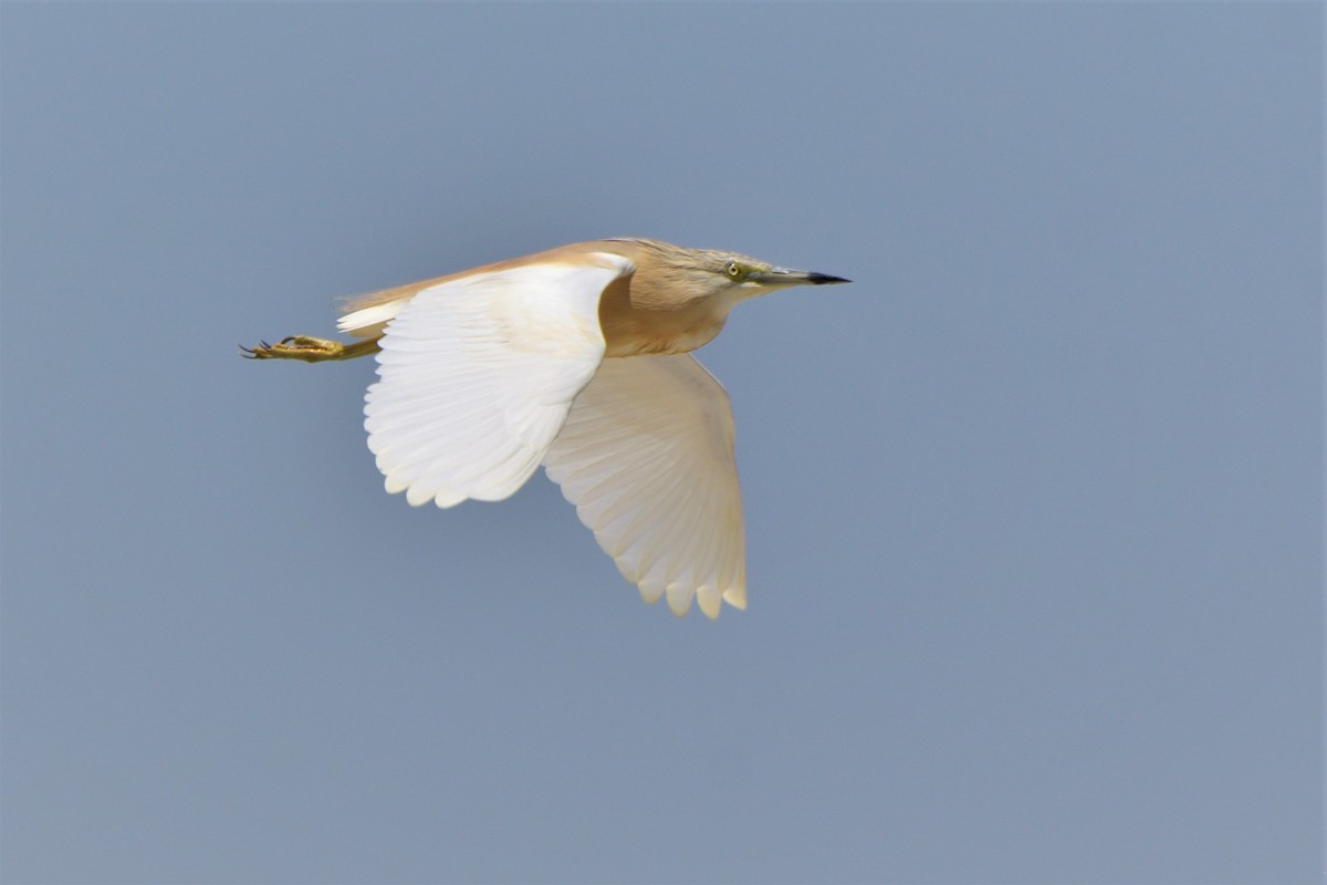 Squacco Heron - ML455646111