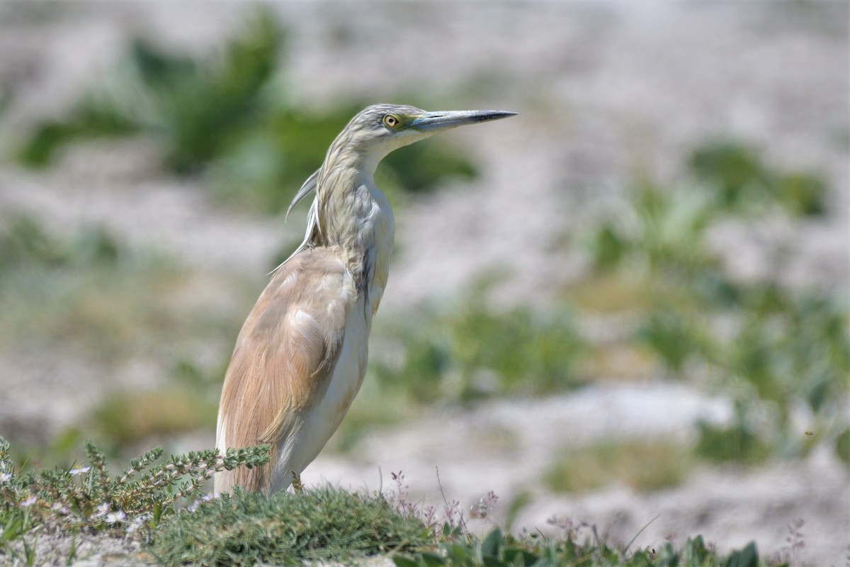 Squacco Heron - ML455646241