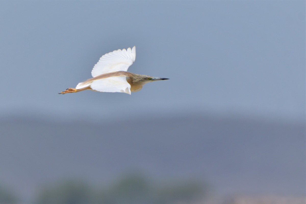 Squacco Heron - ML455646251