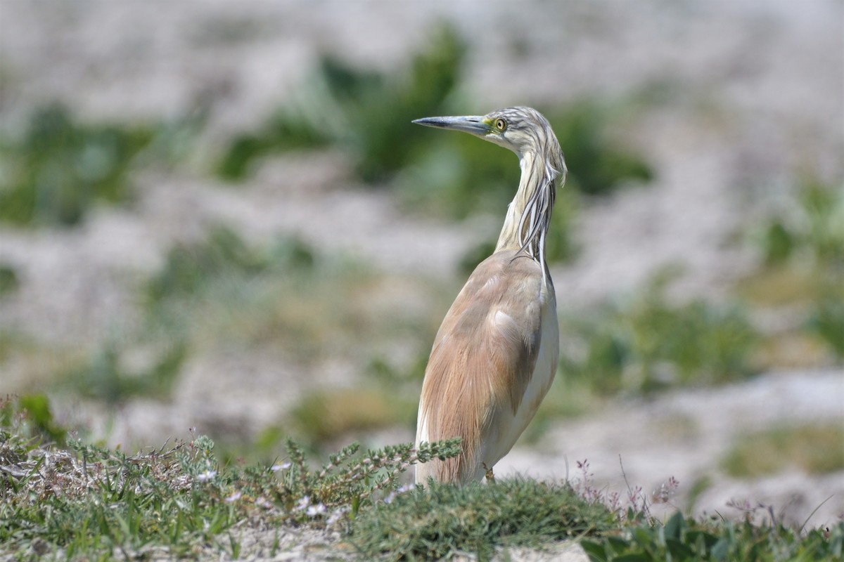 Squacco Heron - Tomáš Grim