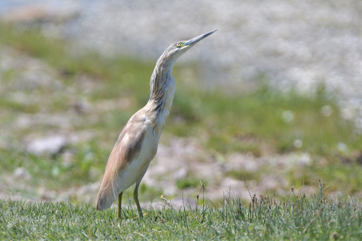 Squacco Heron - ML455646271