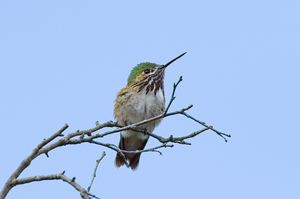 Calliope Hummingbird - ML455646621