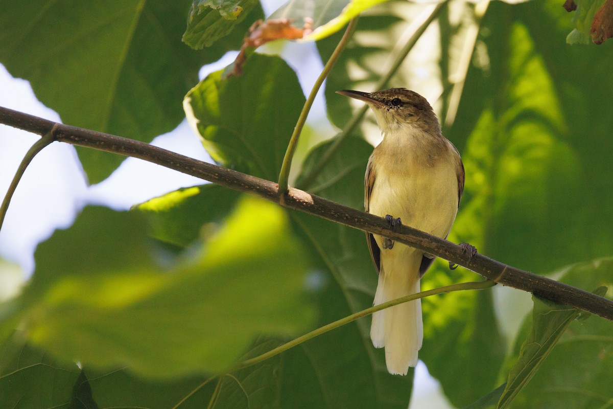 Tuamotu Reed Warbler - ML455648001