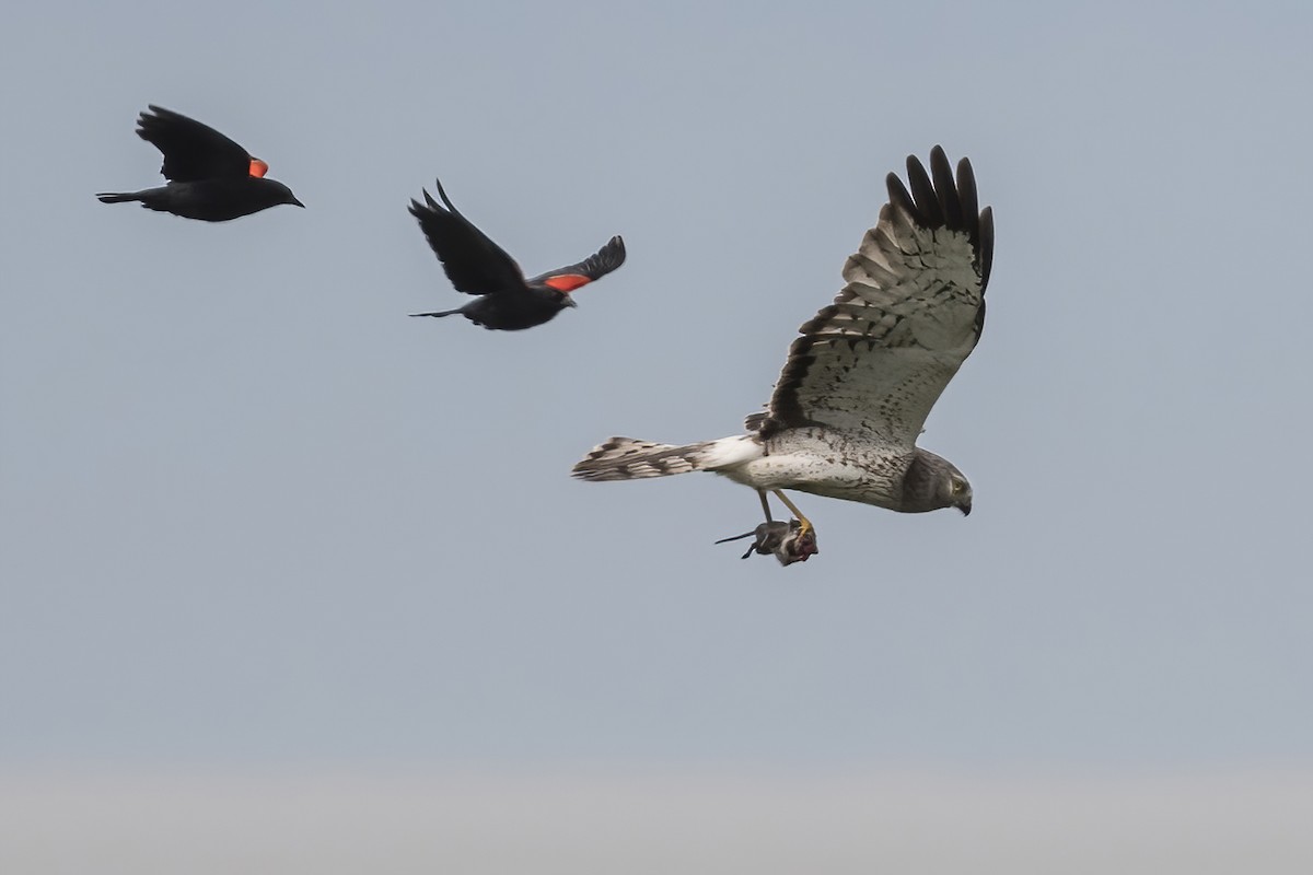 Northern Harrier - John Gordon