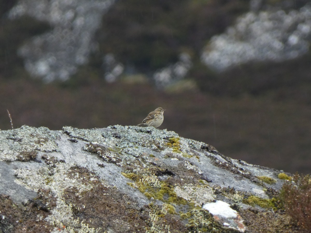 Meadow Pipit - ML455649531