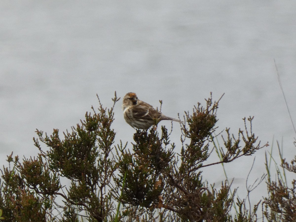 Lesser Redpoll - ML455649591