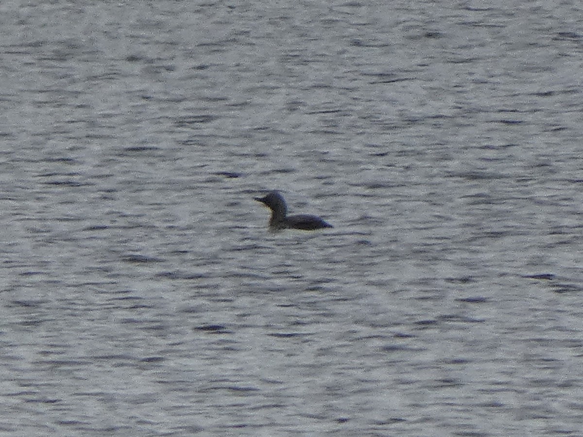 Red-throated Loon - ML455649671