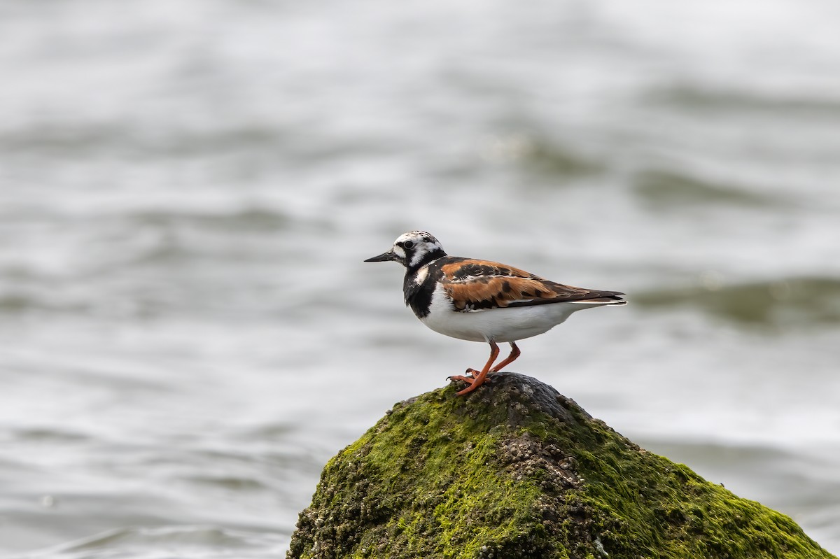Ruddy Turnstone - Kalpesh Krishna