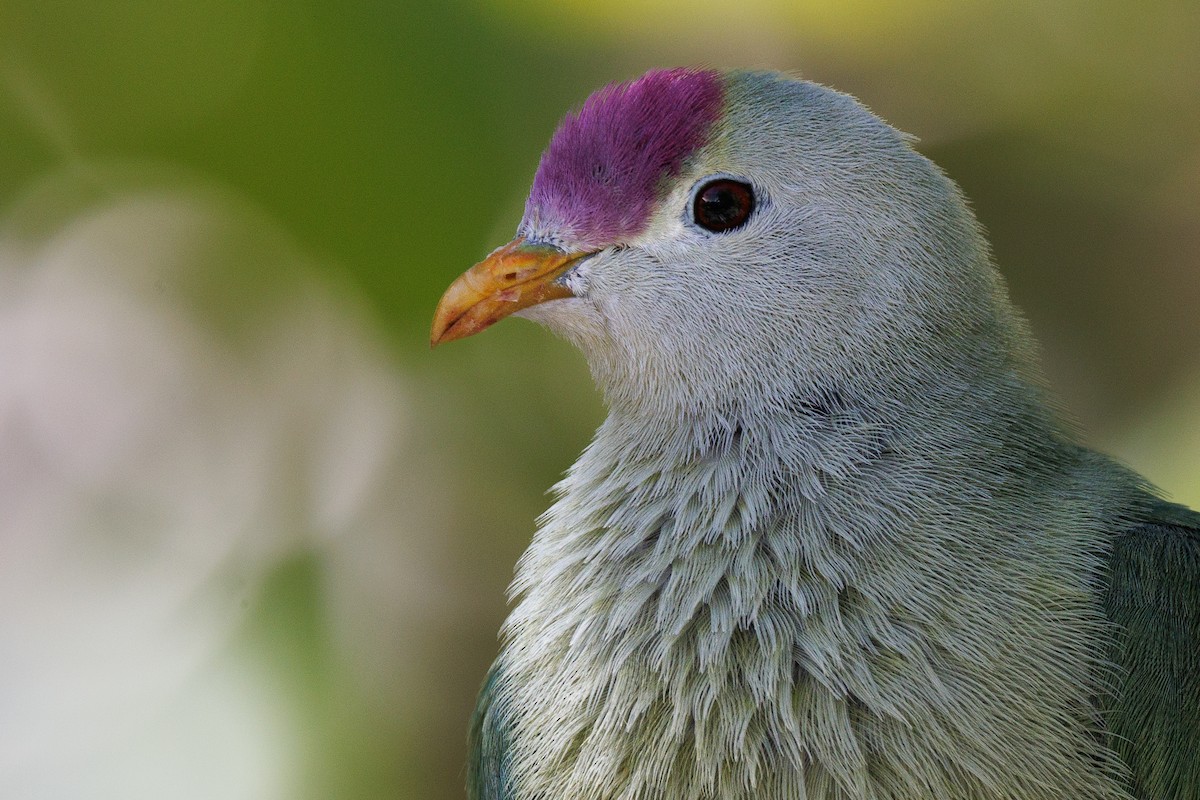 Makatea Fruit-Dove - ML455651251