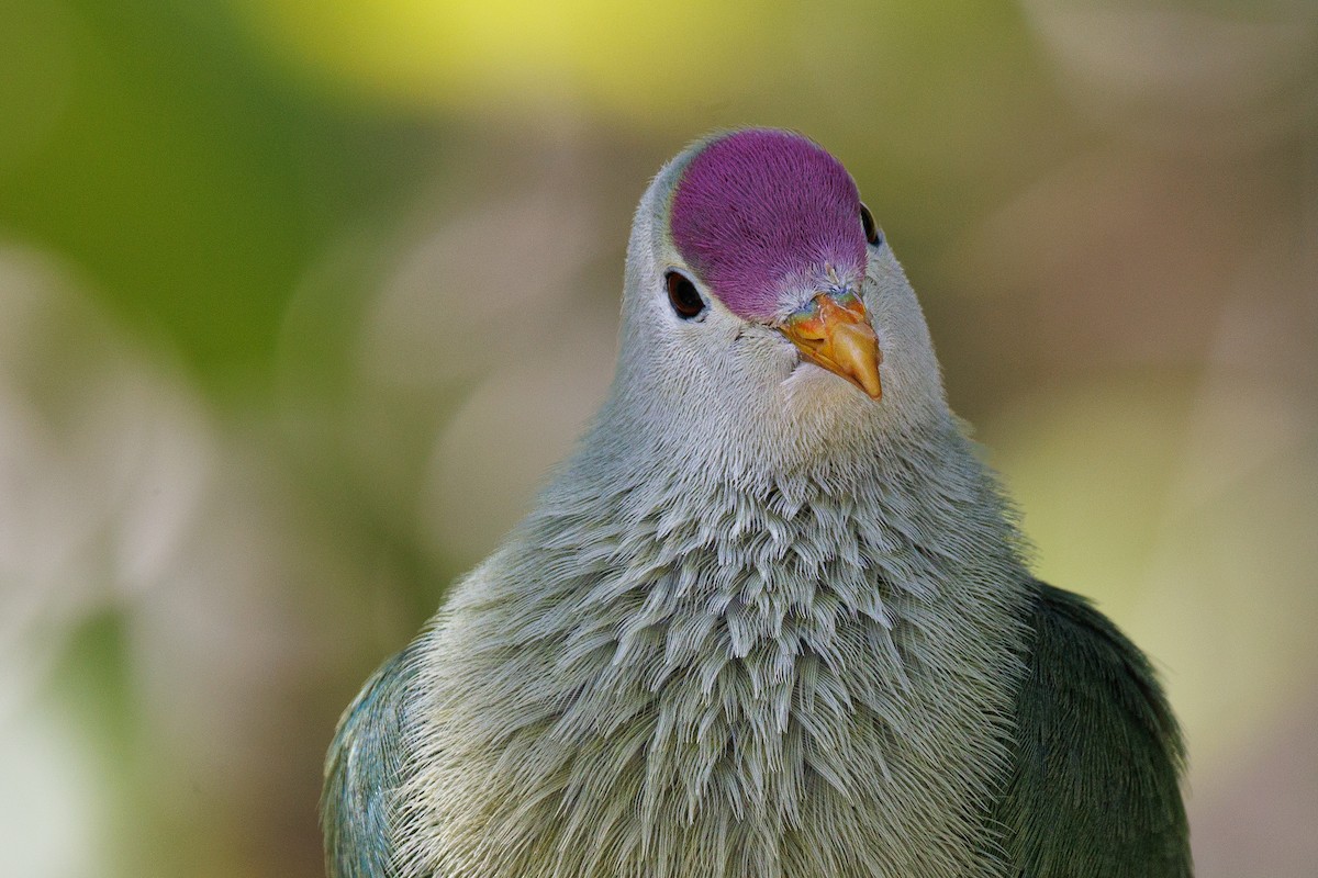 Makatea Fruit-Dove - ML455651321