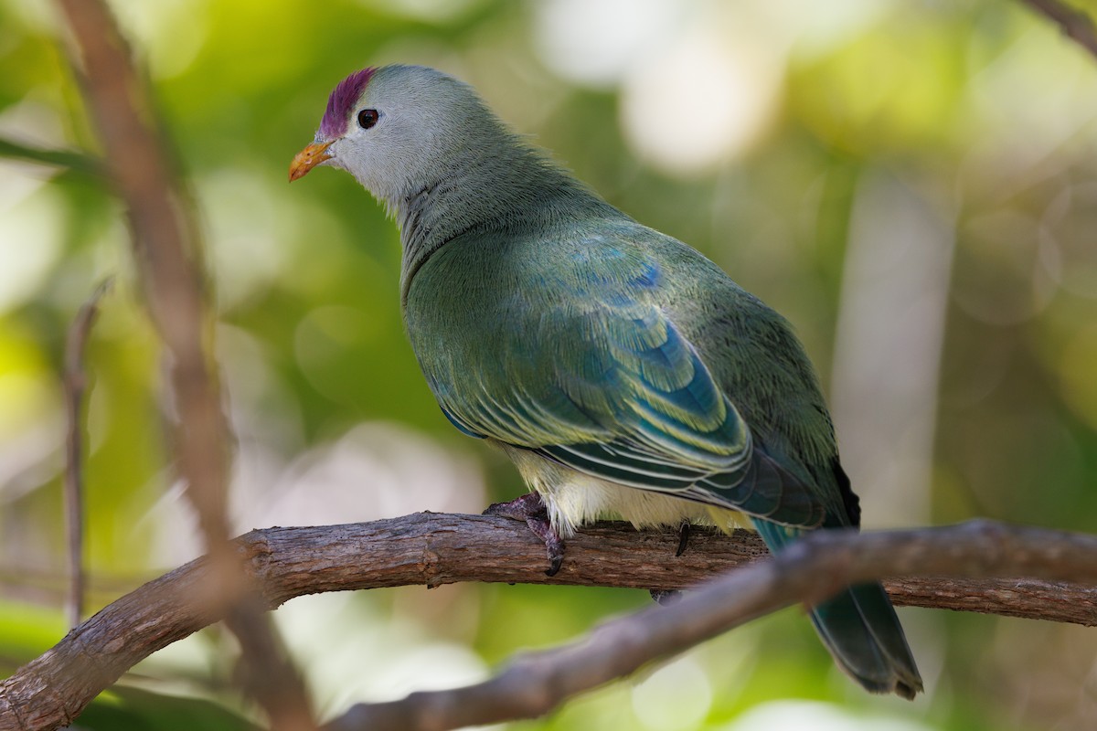 Makatea Fruit-Dove - ML455651411