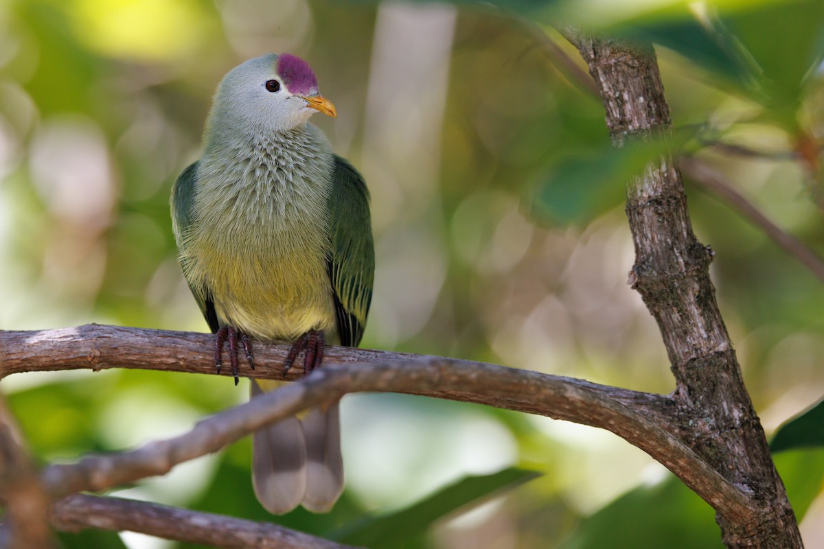 Makatea Fruit-Dove - ML455651441