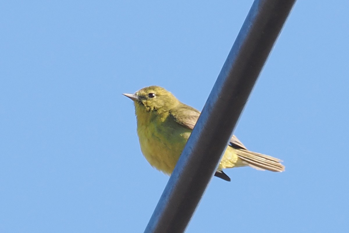 Orange-crowned Warbler - Donna Pomeroy