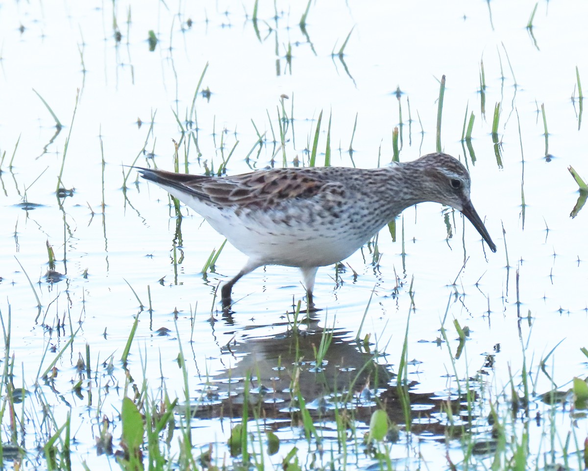 White-rumped Sandpiper - ML455654031