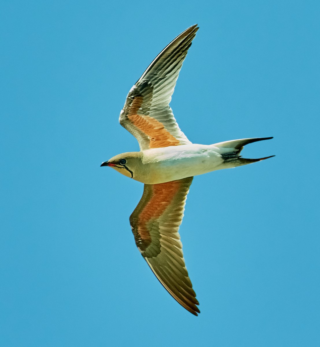 Collared Pratincole - ML455654161