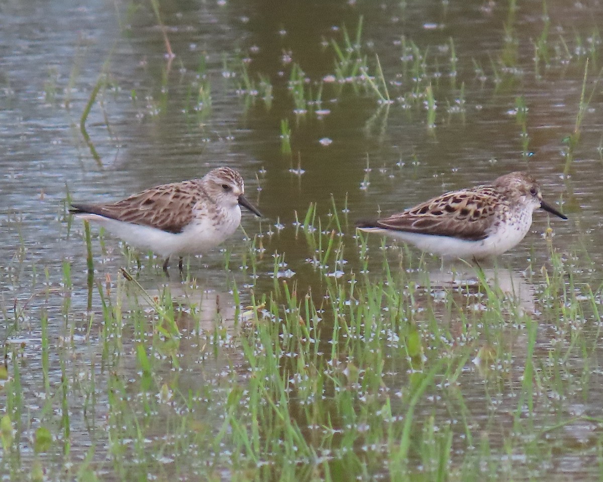 Semipalmated Sandpiper - ML455654251