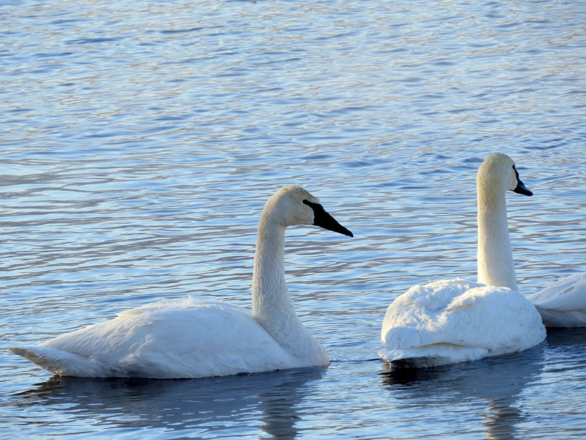 Trumpeter Swan - ML45565431