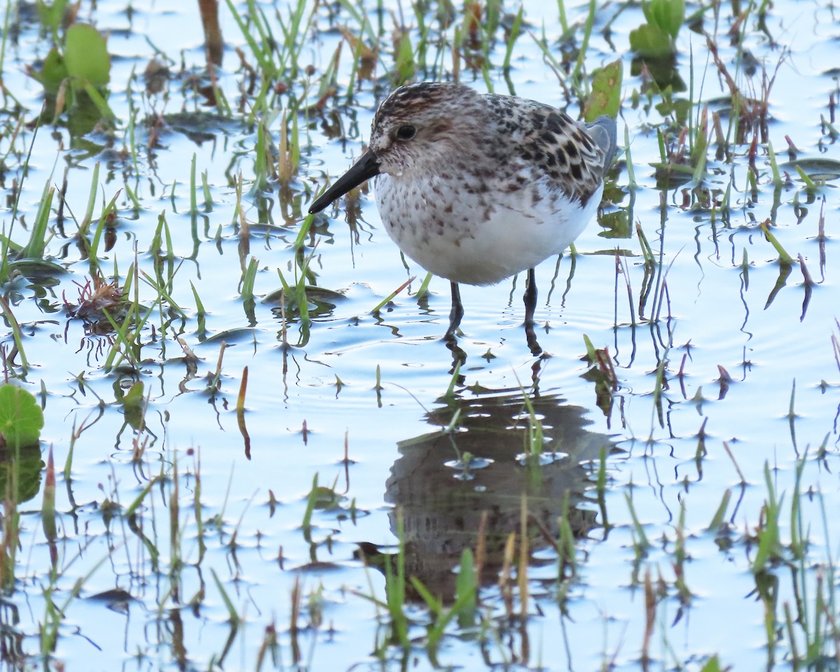 Semipalmated Sandpiper - ML455654521