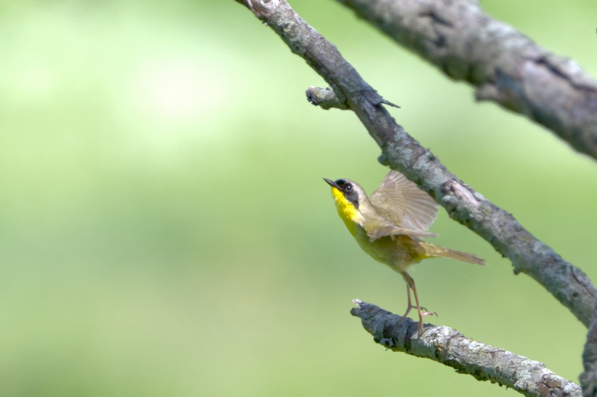 Common Yellowthroat - ML455655661