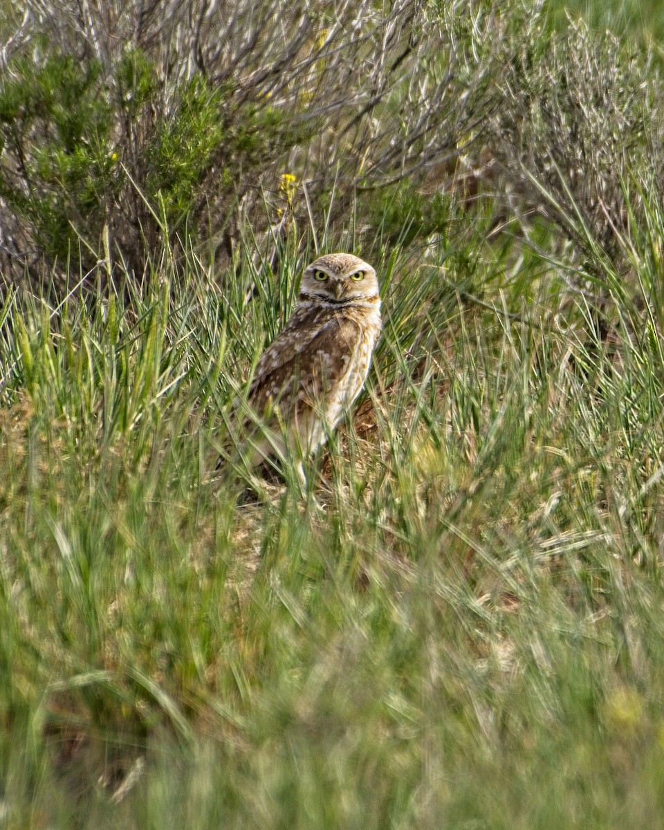 Burrowing Owl - James Moodie