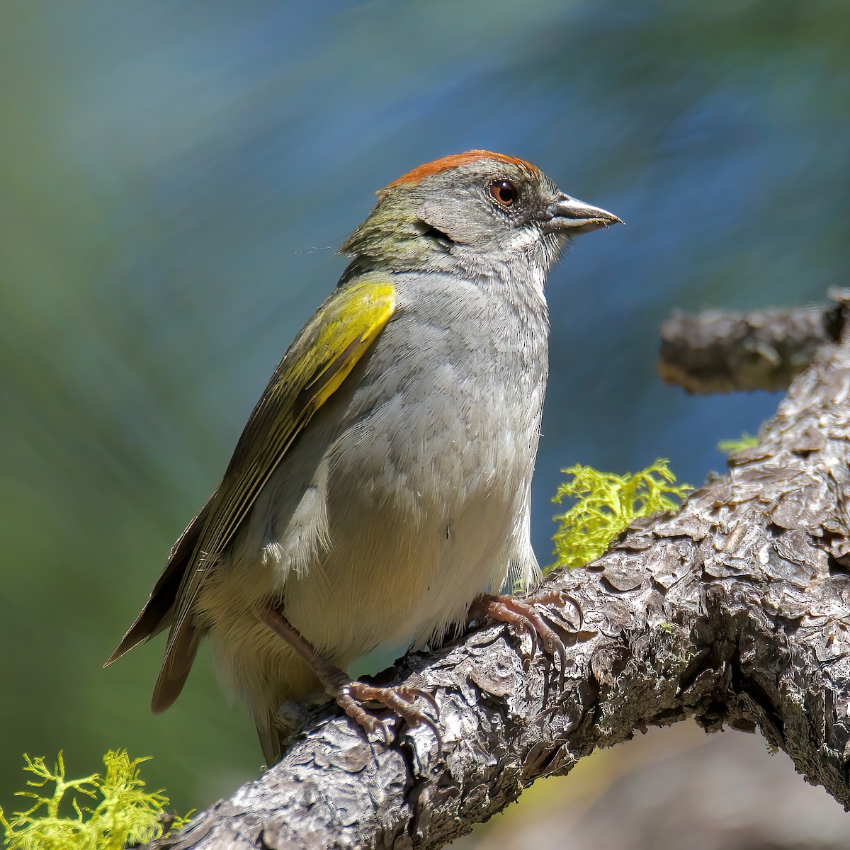 Green-tailed Towhee - ML455656661