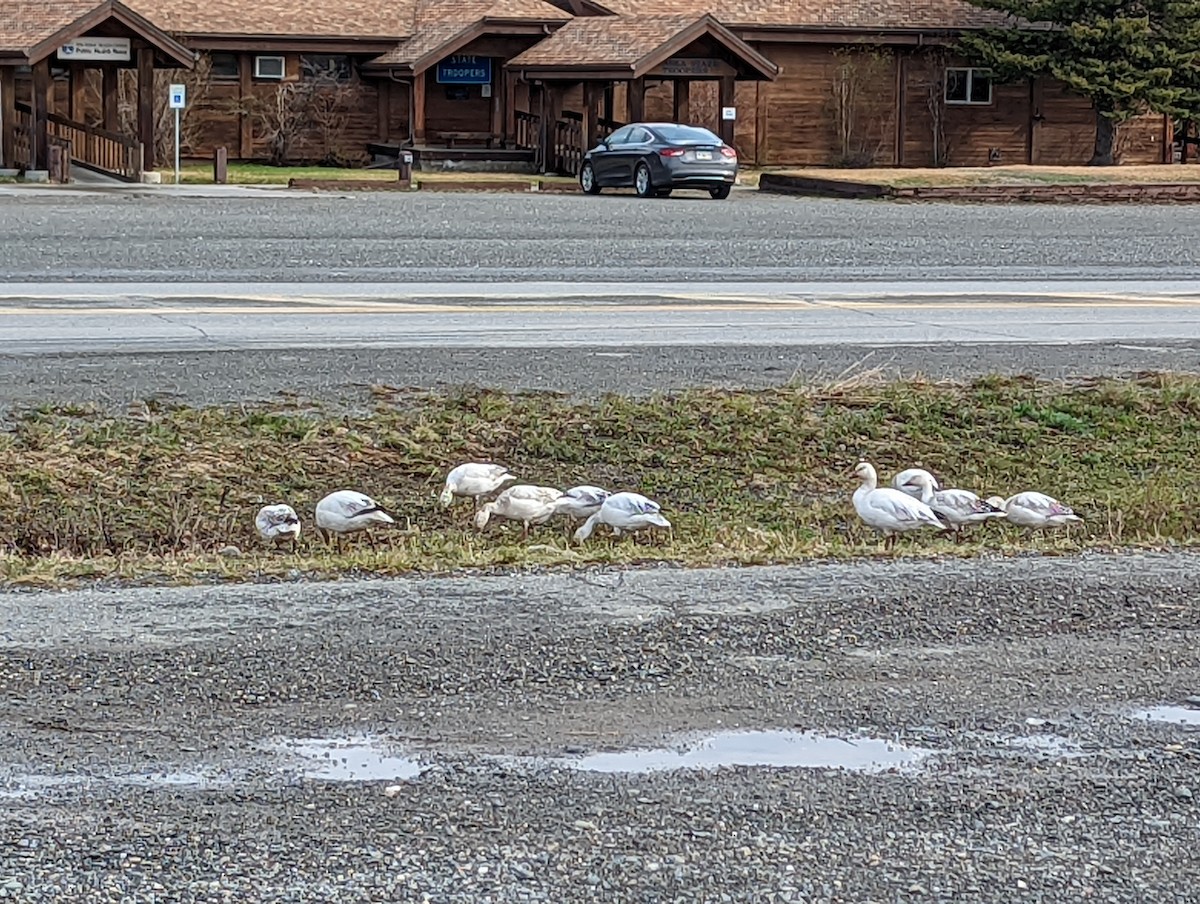 Snow Goose - ML455656821