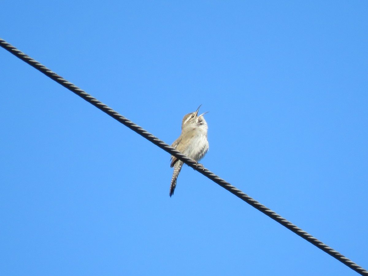 Bewick's Wren - ML455657761