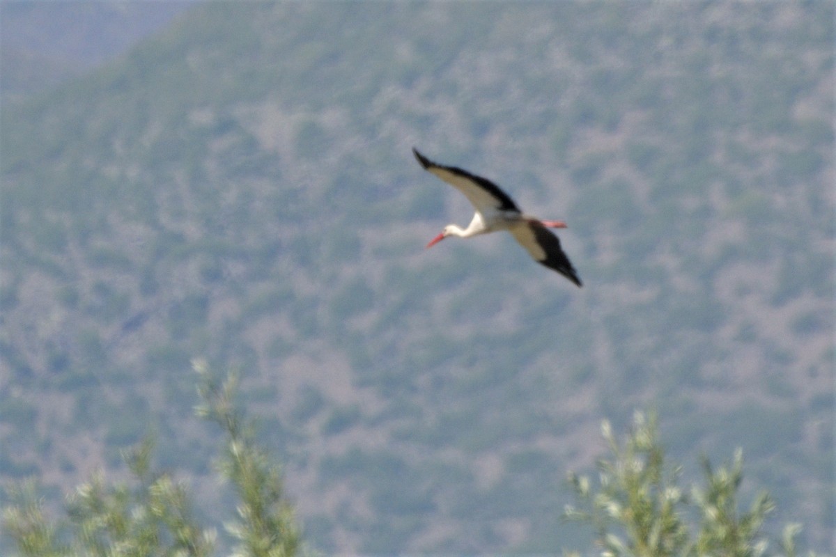 White Stork - ML455658651