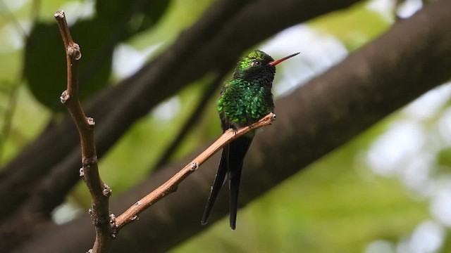 Golden-crowned Emerald - ML455658861