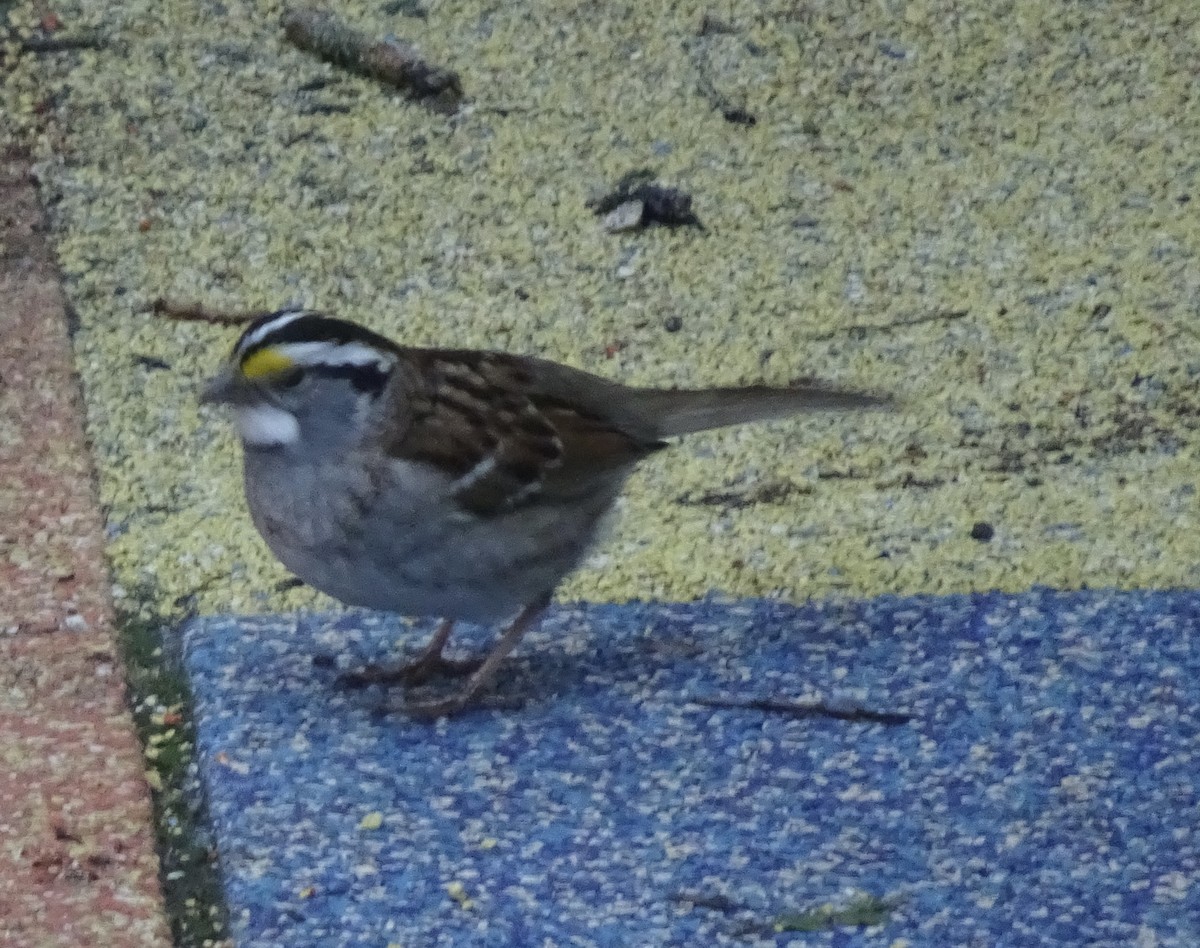 White-throated Sparrow - ML455659471