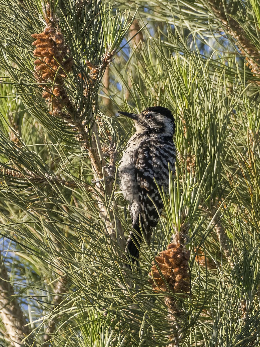 Ladder-backed Woodpecker - ML455659781