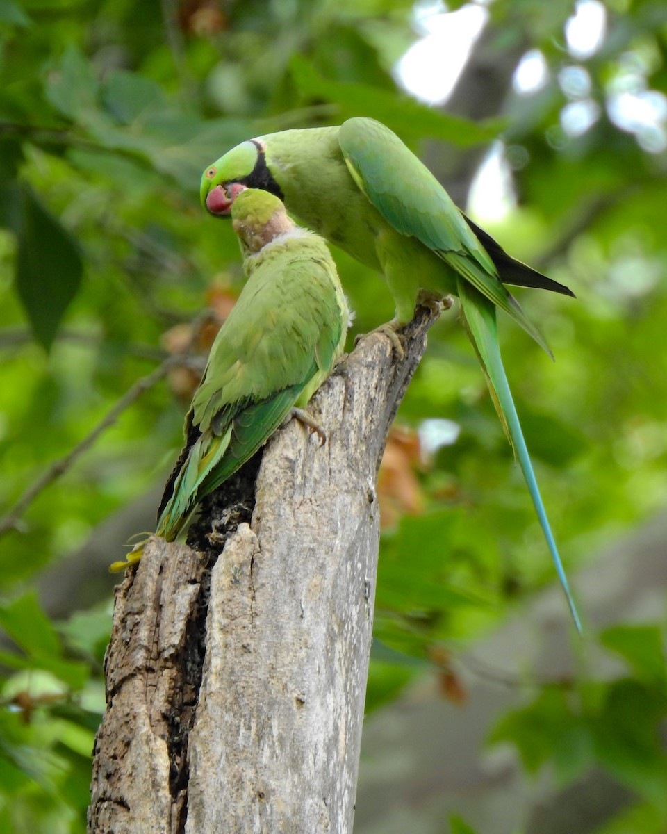 Yeşil Papağan - ML455660001