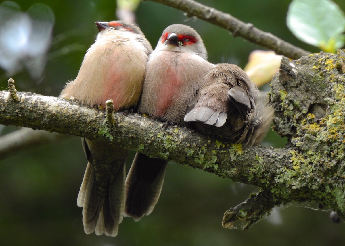 Common Waxbill - ML455660271