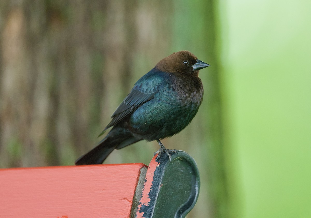 Brown-headed Cowbird - ML455661891