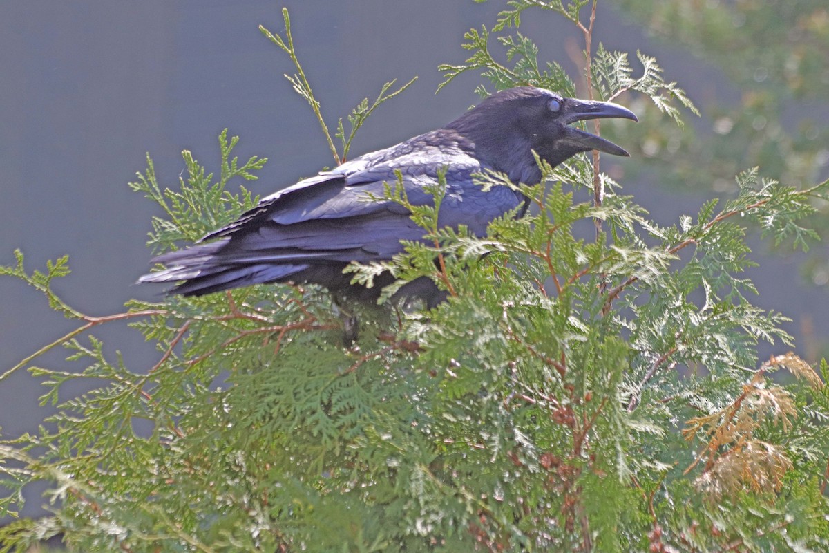 Common Raven - ML455662011