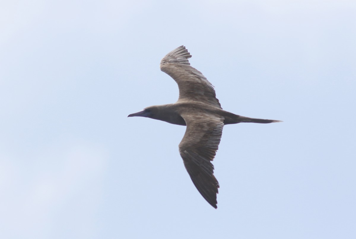Red-footed Booby - ML455662591