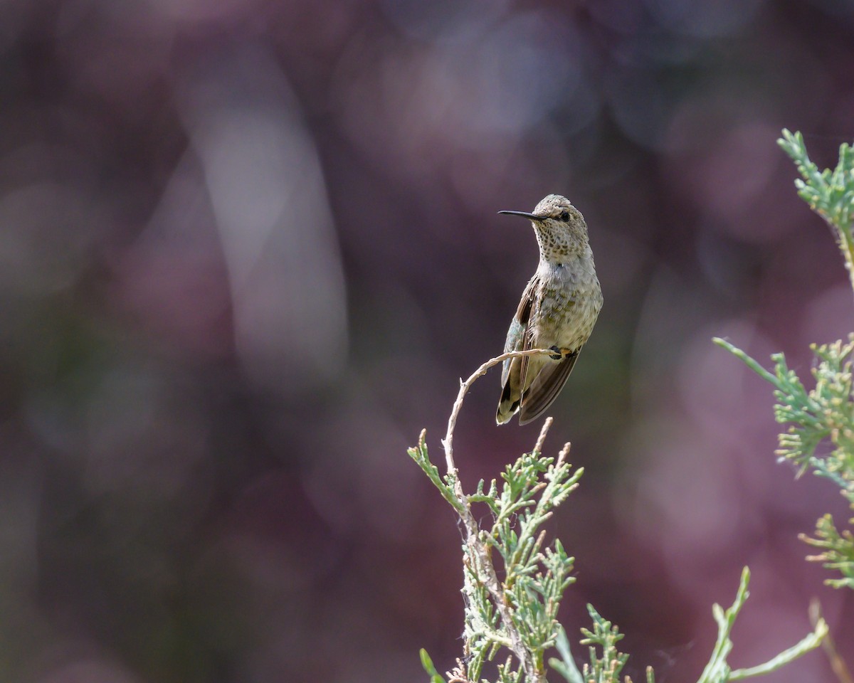 Anna's Hummingbird - ML455662611