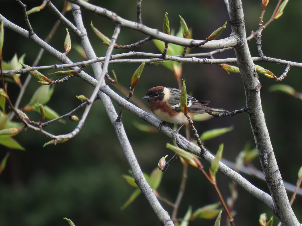 Bay-breasted Warbler - ML455662751