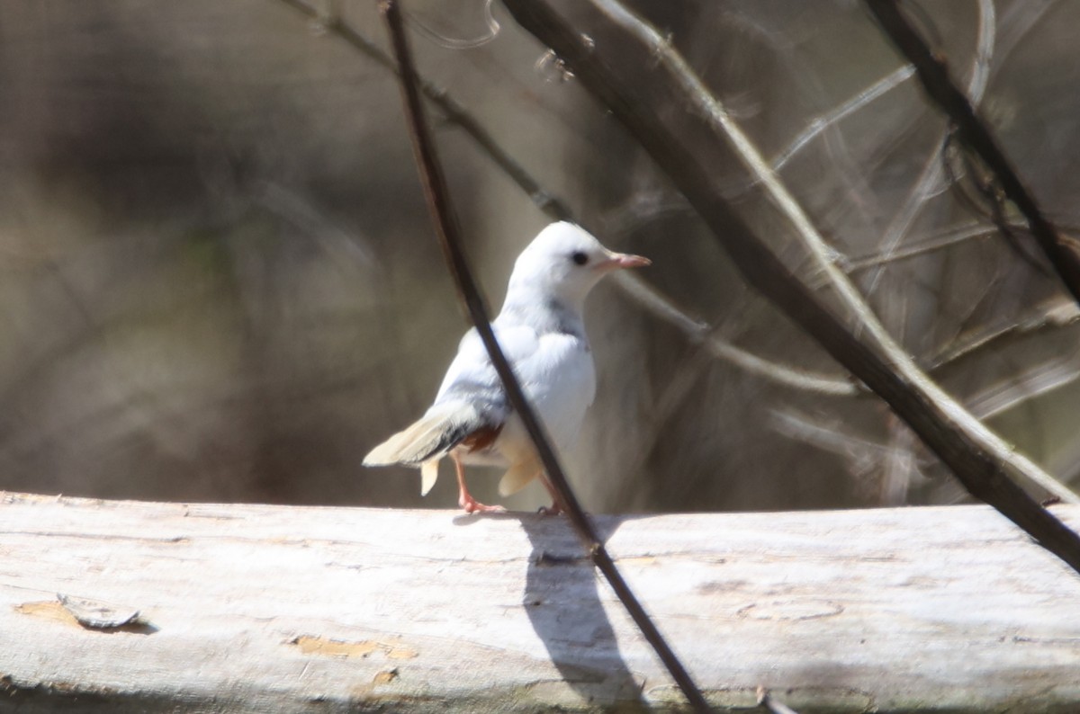 Gray Catbird - ML455663201