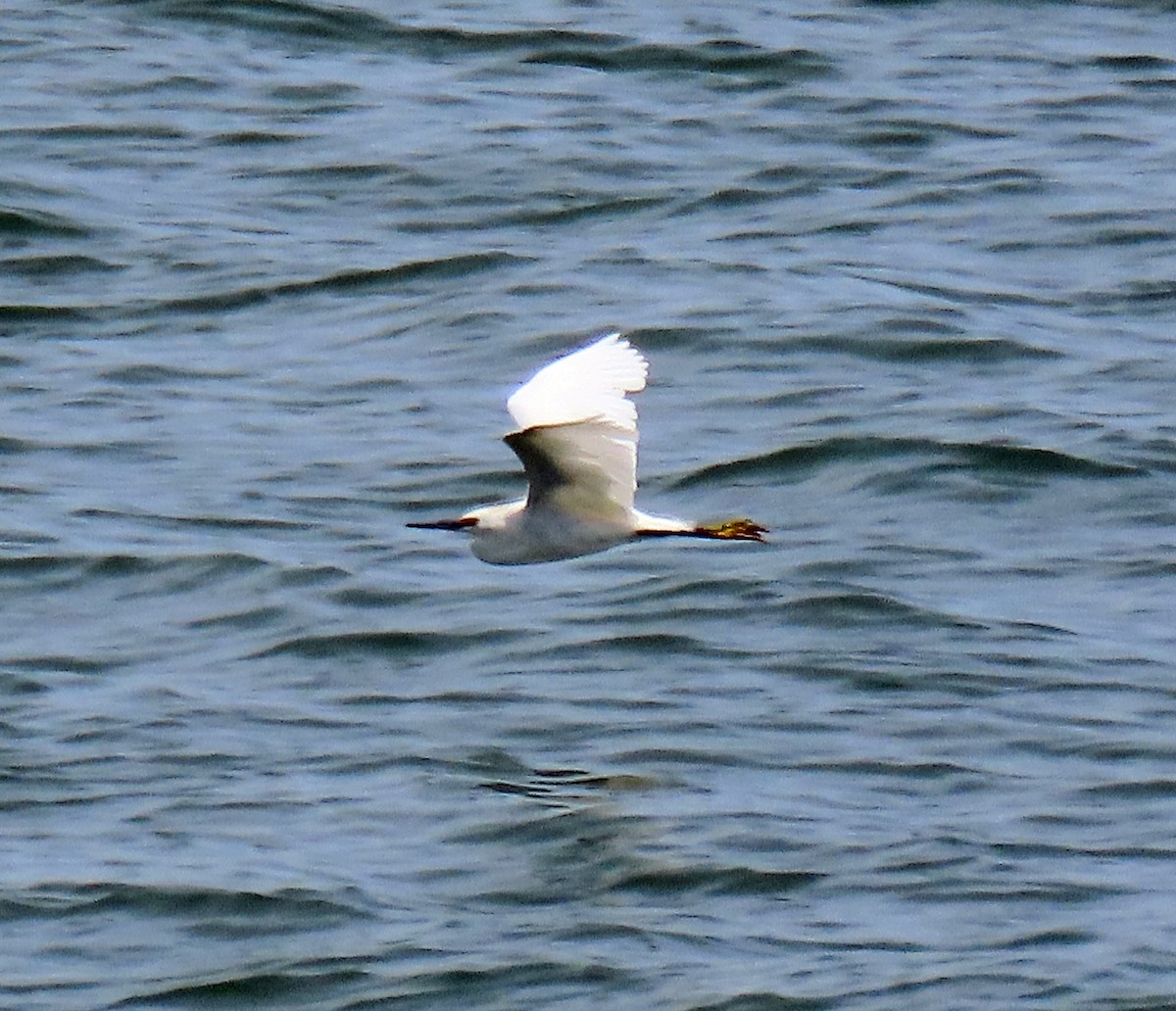 Snowy Egret - ML455664371