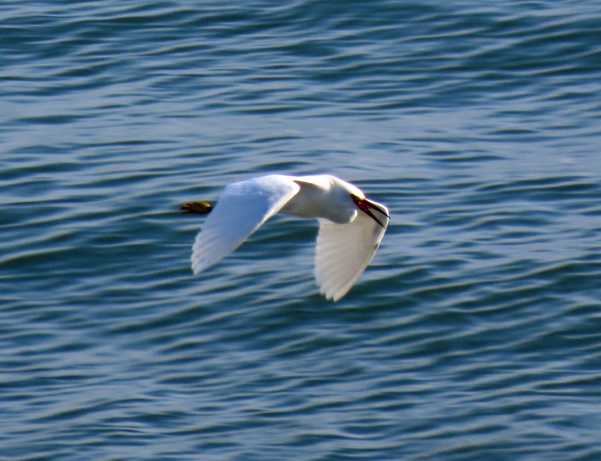 Snowy Egret - ML455664751