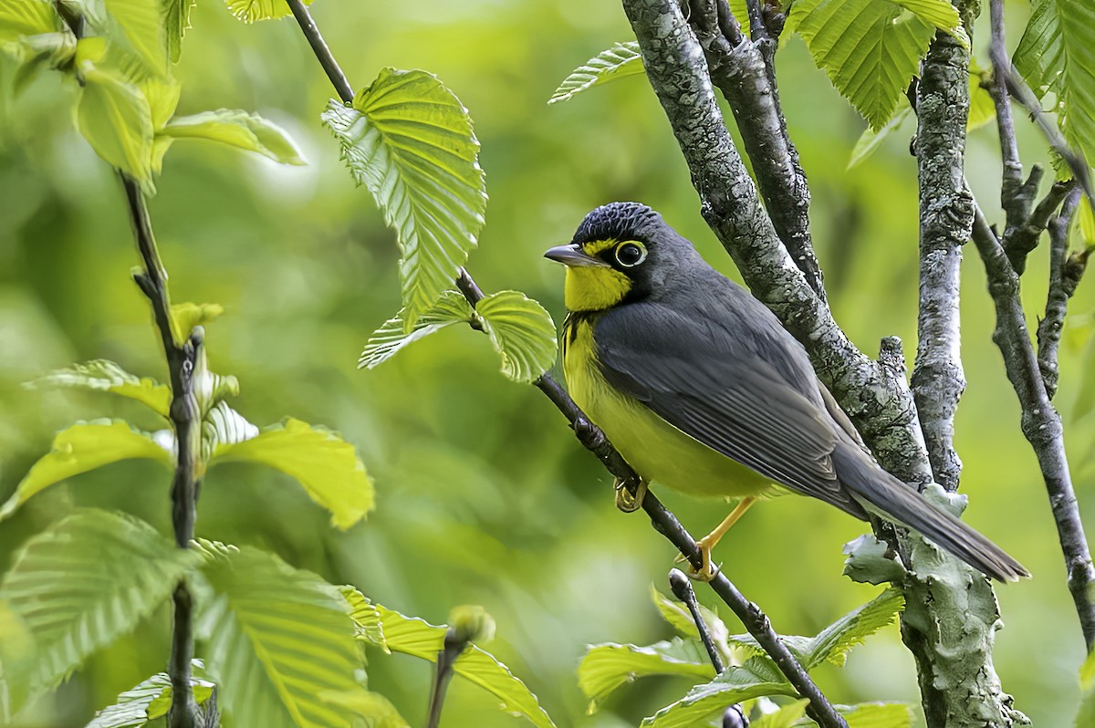 Canada Warbler - ML455664881