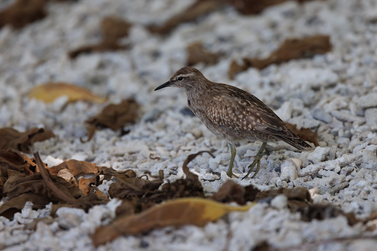 Tuamotu Sandpiper - ML455664891